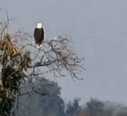 Bald Eagle - ML645456431