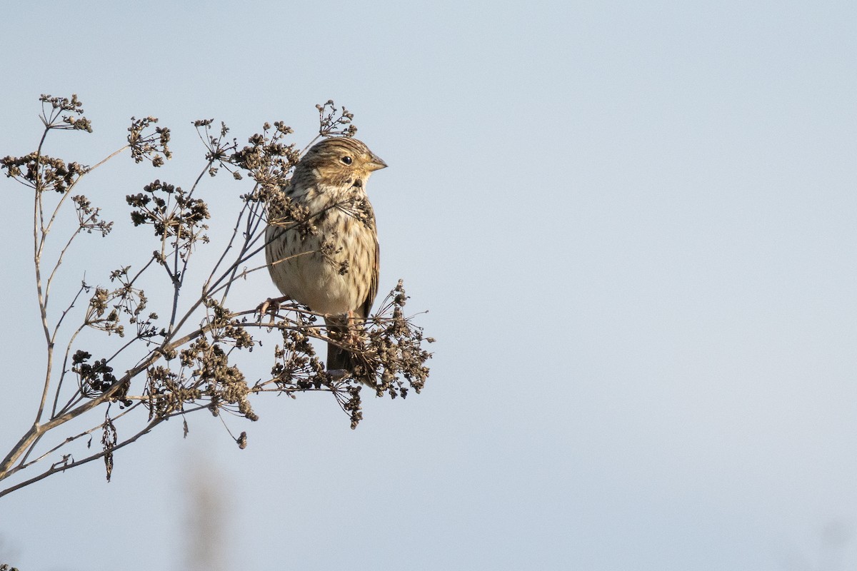 Corn Bunting - ML645456443