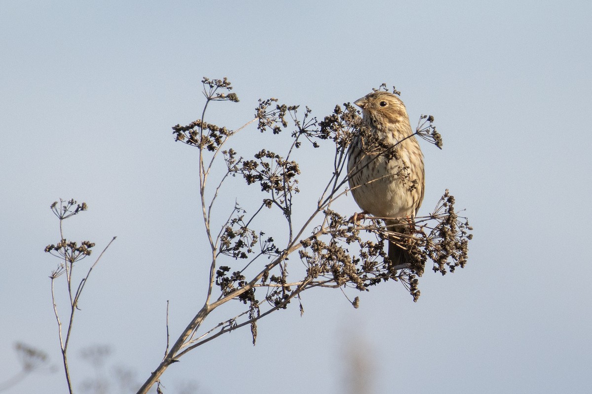 Corn Bunting - ML645456444