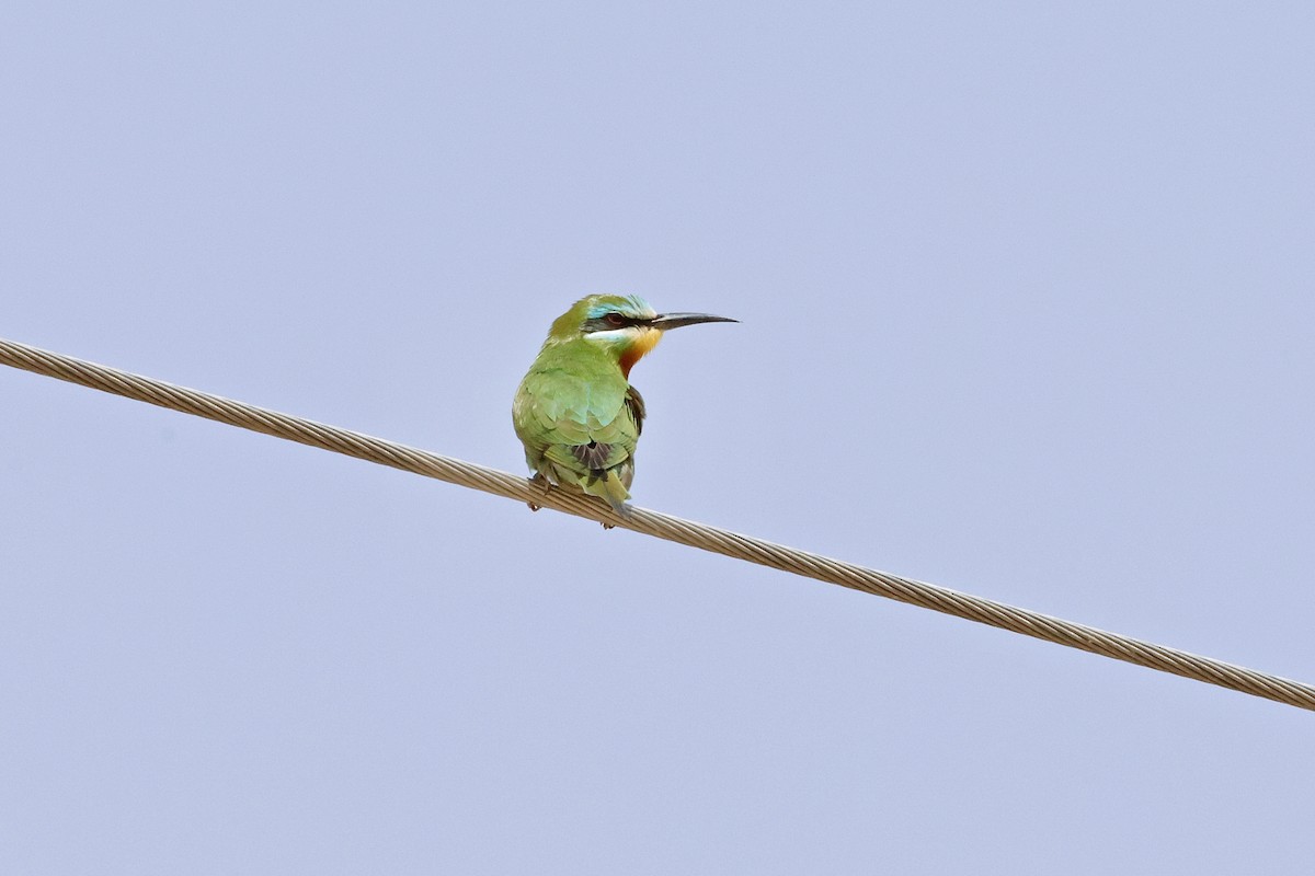 Blue-cheeked Bee-eater - ML645456449