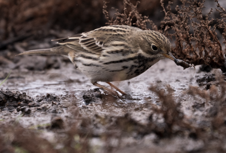 Meadow Pipit - ML645456450