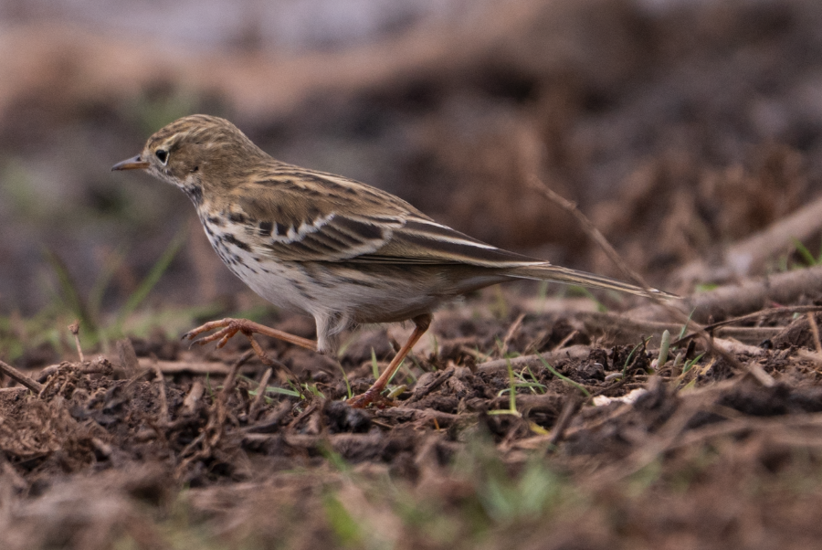 Meadow Pipit - ML645456451