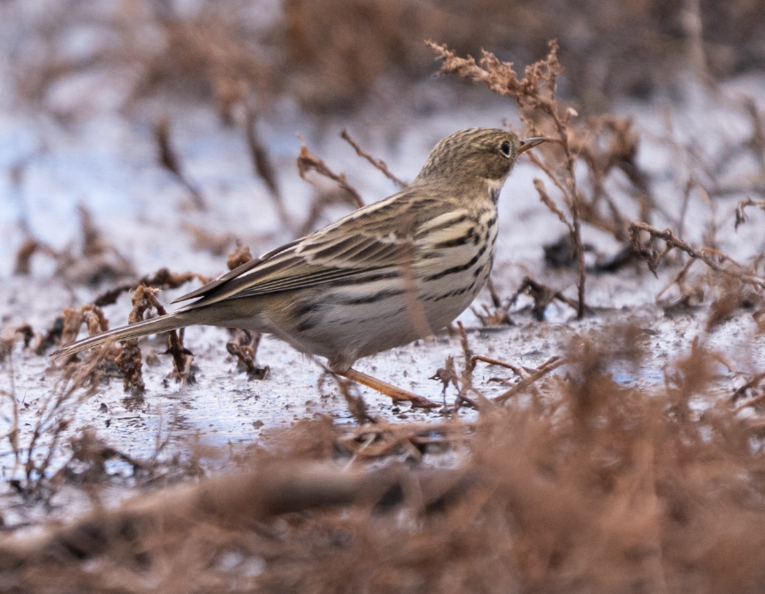 Meadow Pipit - ML645456452