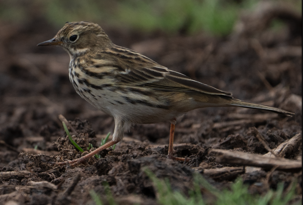 Meadow Pipit - ML645456453
