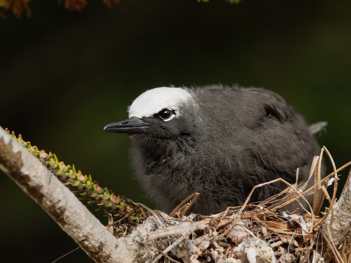Black Noddy - ML645456454