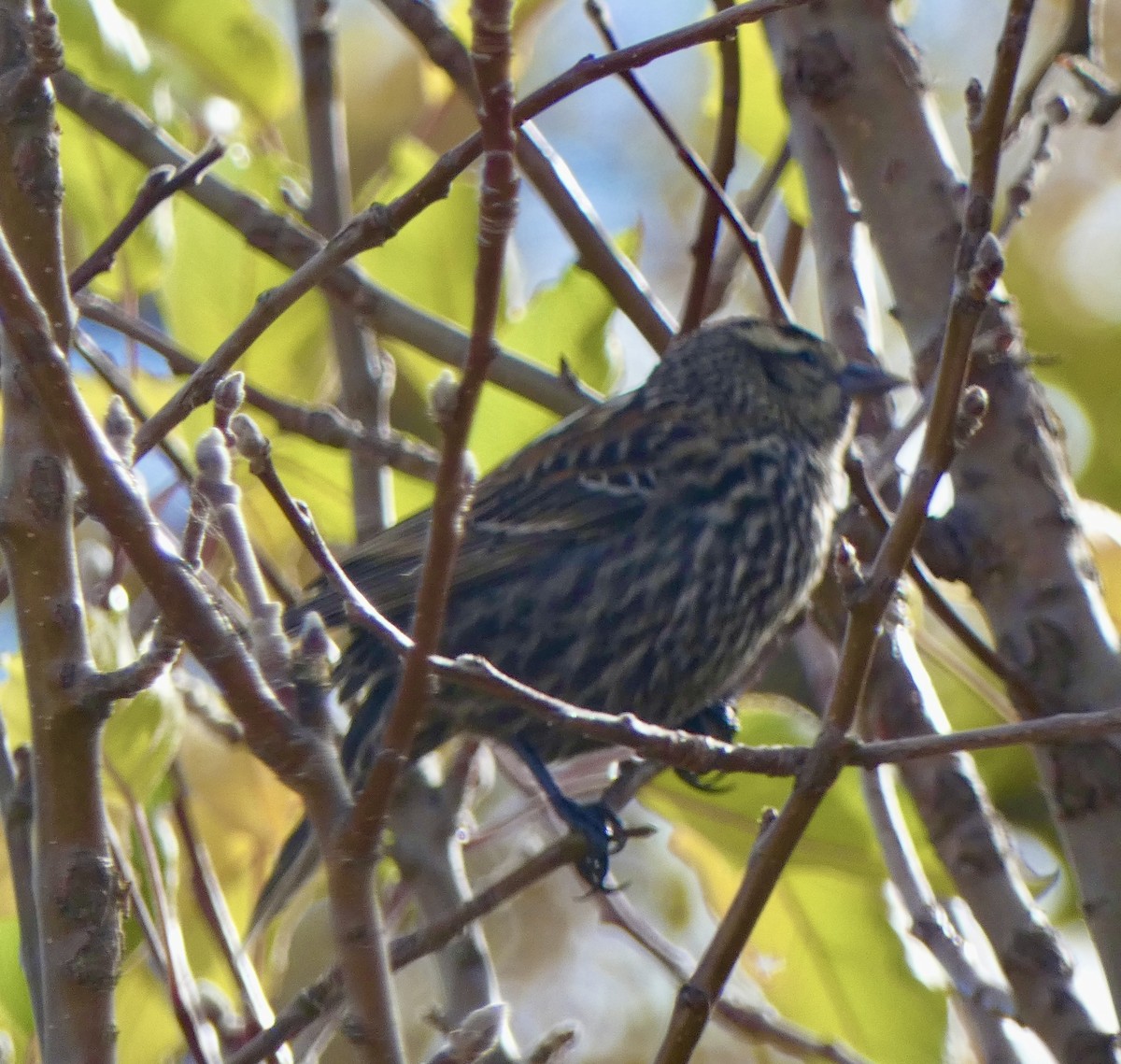 Red-winged Blackbird - ML645456455
