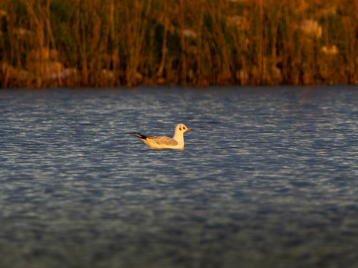 Black-headed Gull - ML645456456