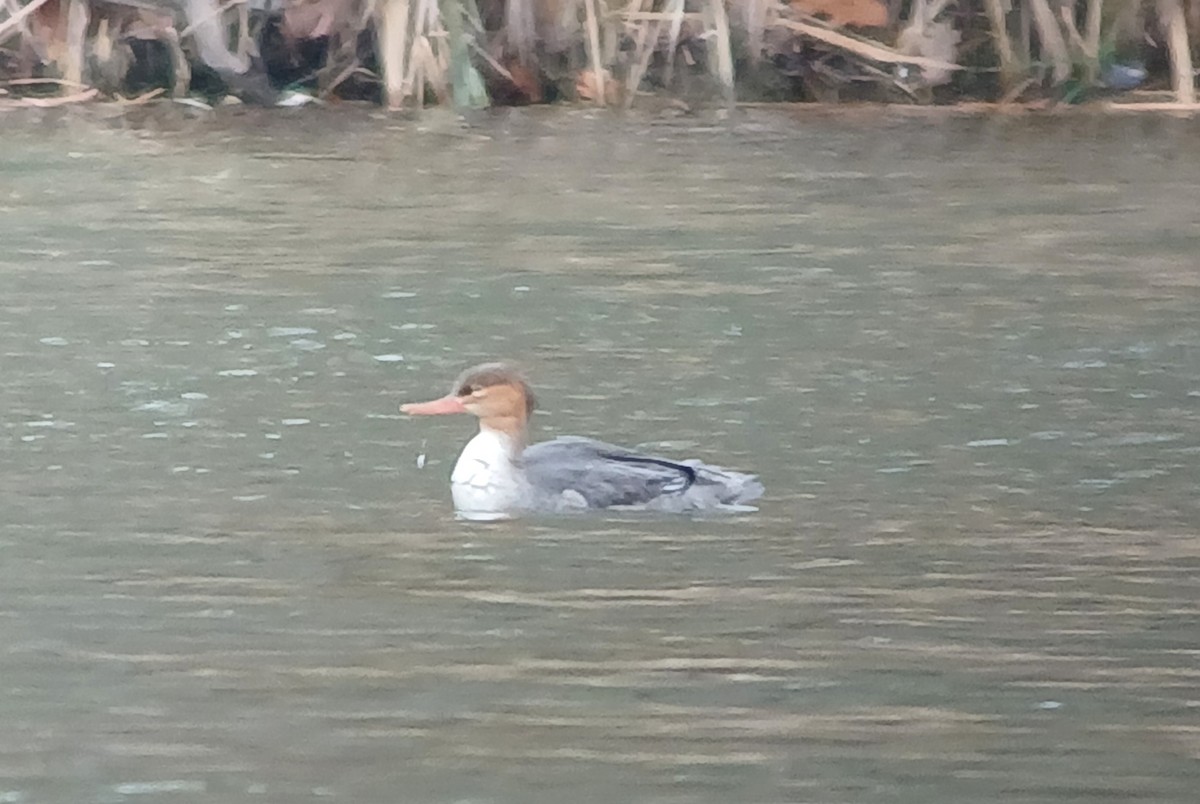 Red-breasted Merganser - ML645456457
