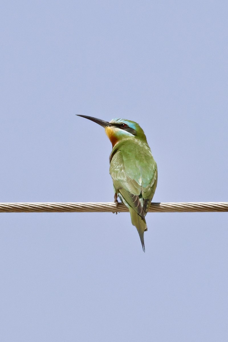 Blue-cheeked Bee-eater - ML645456458