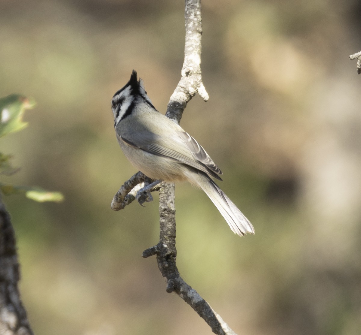 Bridled Titmouse - ML645456459