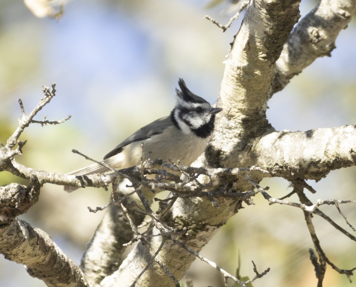 Bridled Titmouse - ML645456460