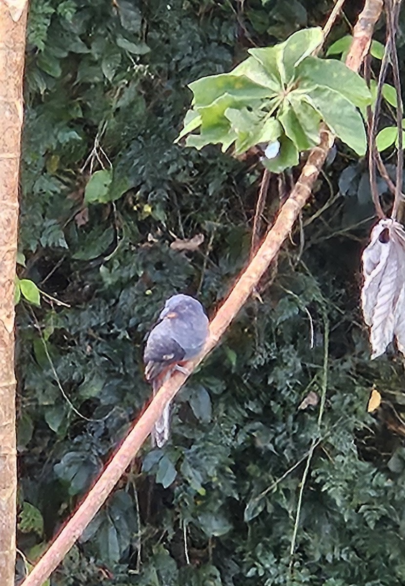 new world trogon sp. - ML645456461