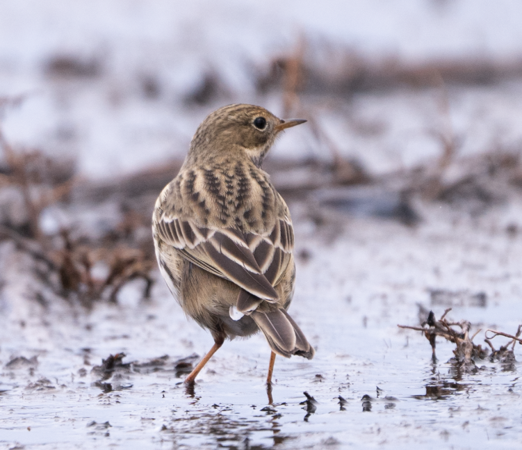 Meadow Pipit - ML645456462