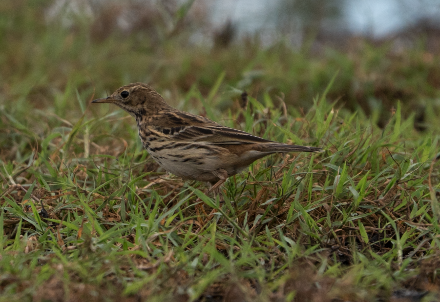 Meadow Pipit - ML645456463