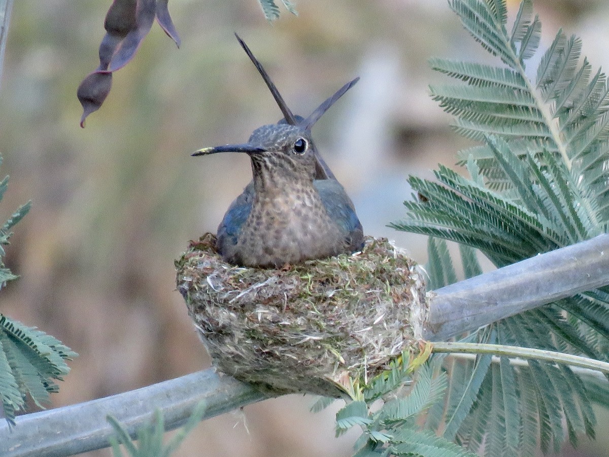Giant Hummingbird - ML645456464