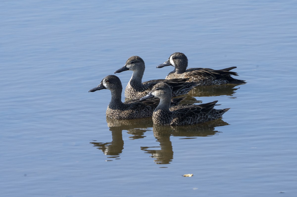 Blue-winged Teal - ML645456466
