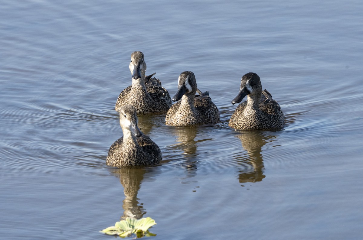 Blue-winged Teal - ML645456468
