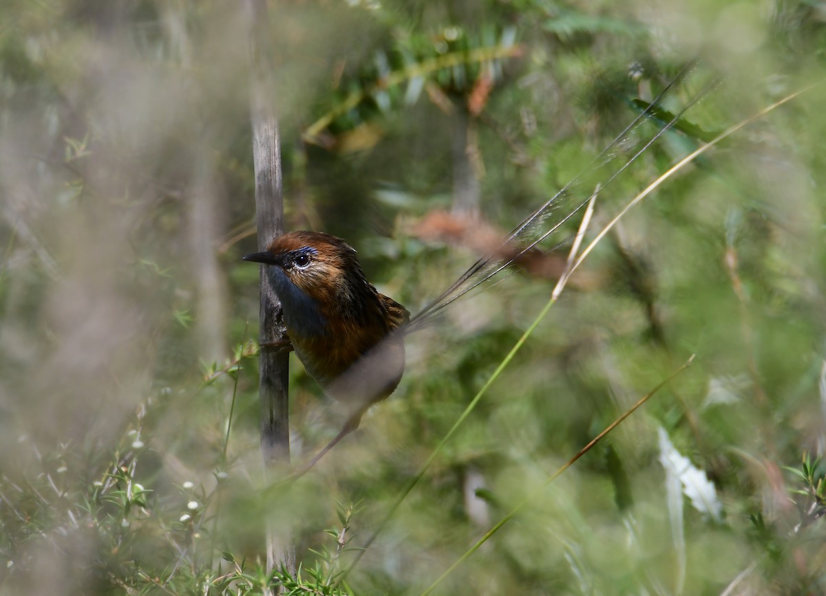 Southern Emuwren - ML645456470