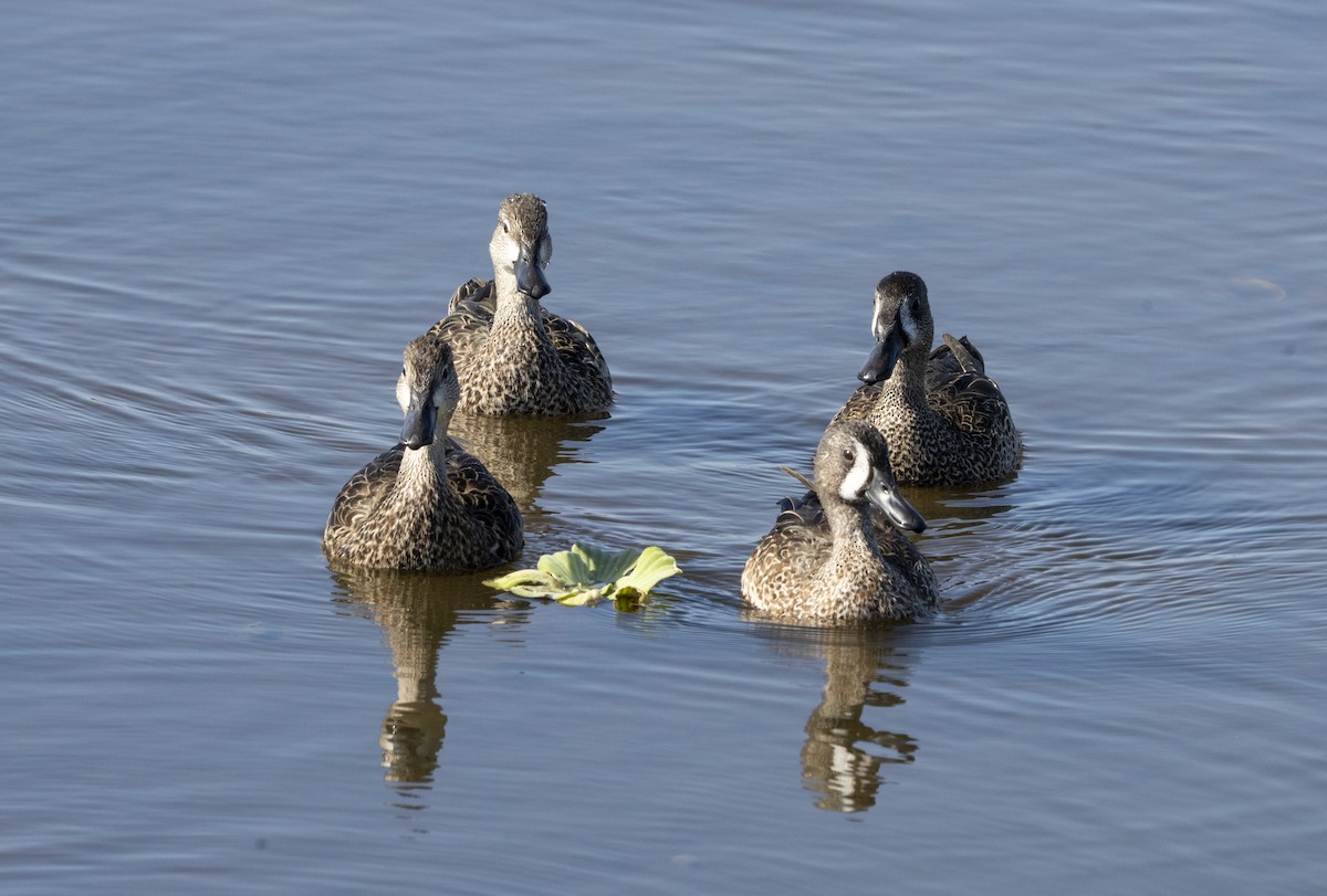 Blue-winged Teal - ML645456471