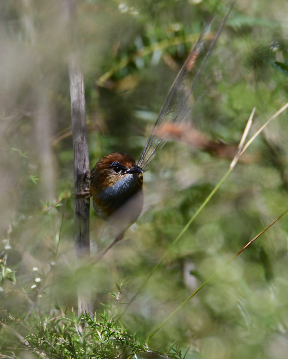 Southern Emuwren - ML645456473