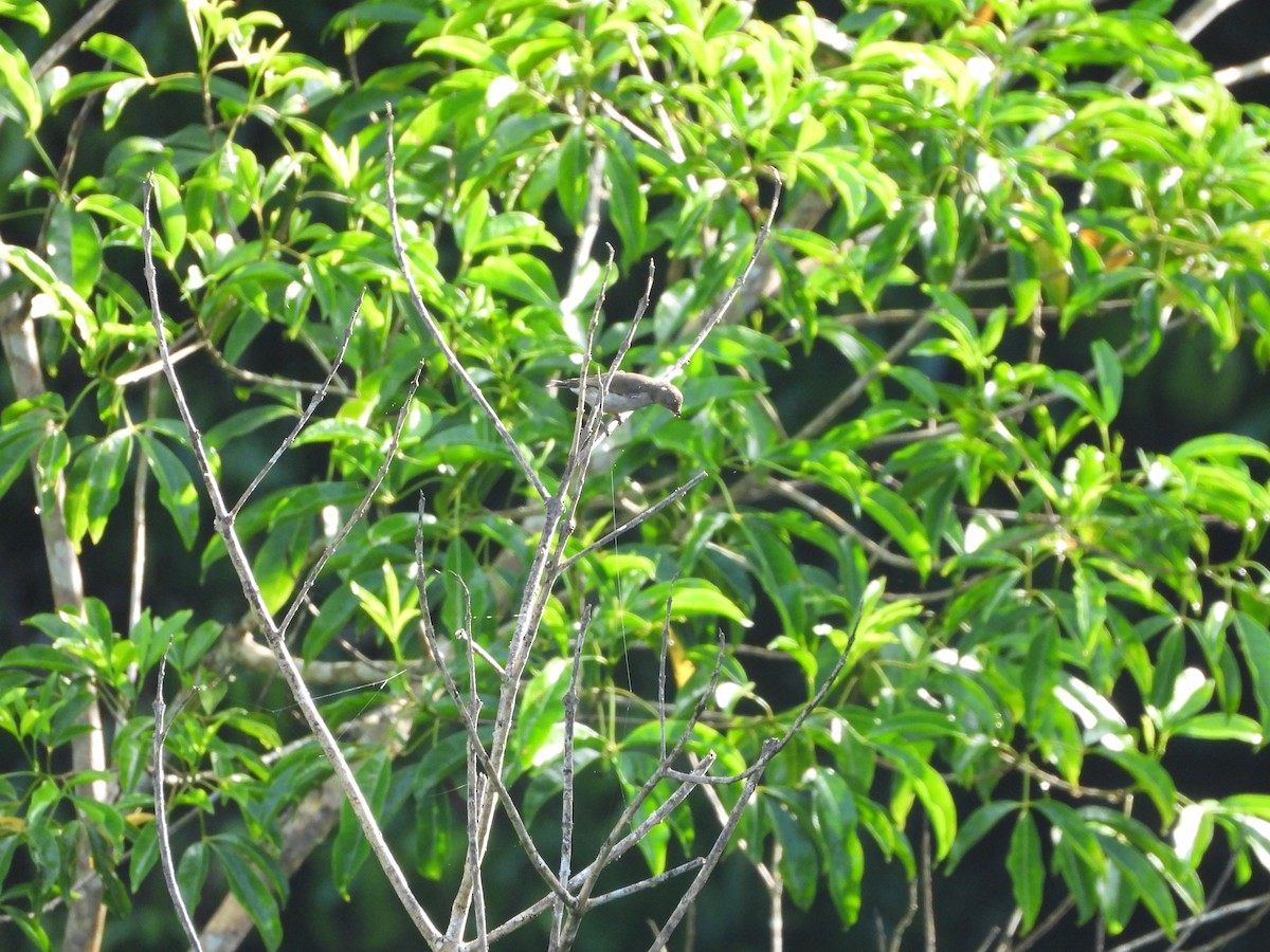 Thick-billed Flowerpecker - ML645456474
