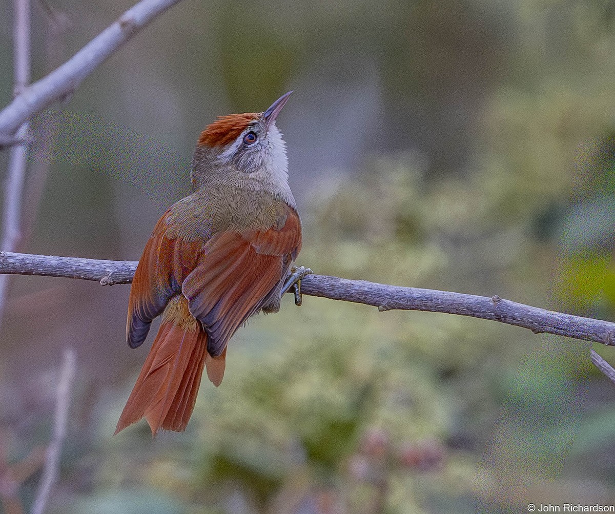 Line-cheeked Spinetail - ML645456475