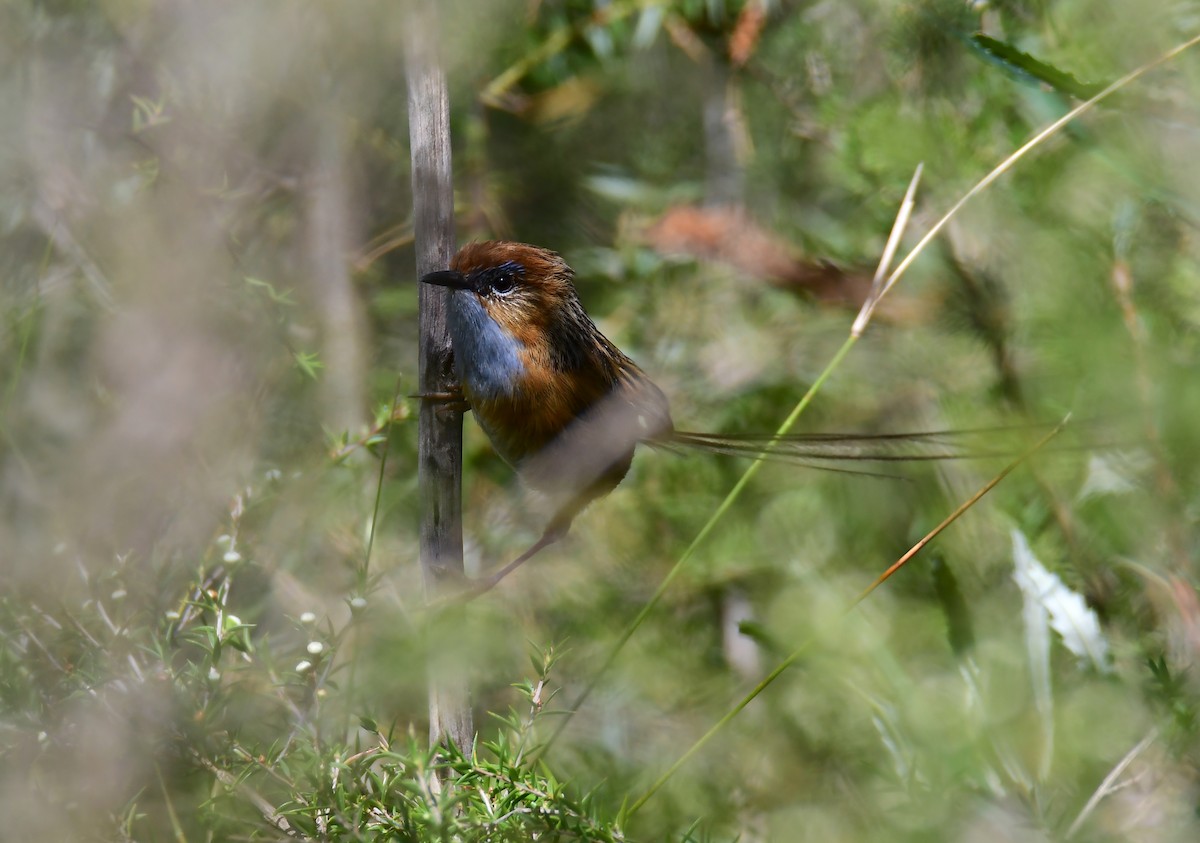 Southern Emuwren - ML645456476