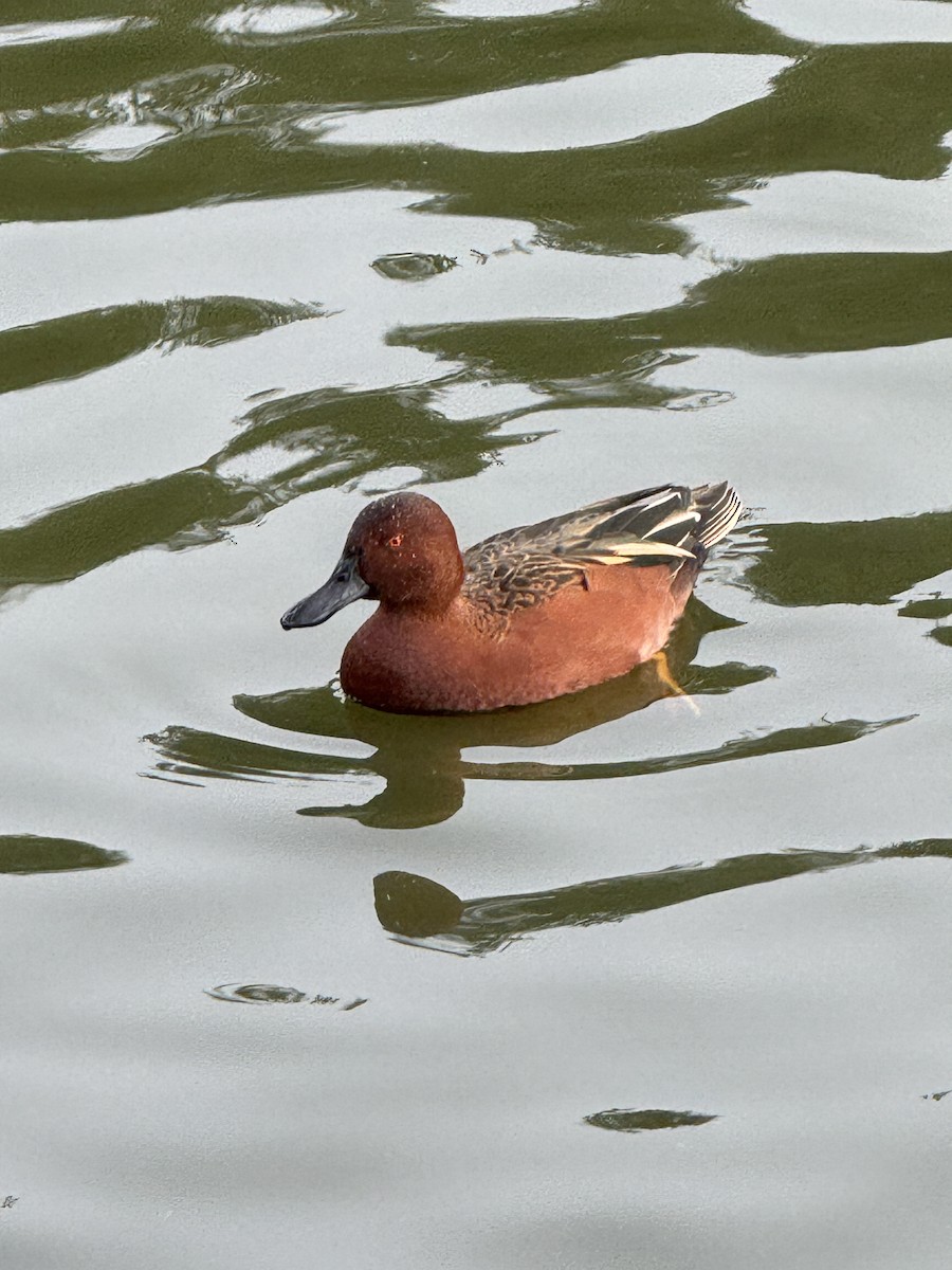 Cinnamon Teal - ML645456478