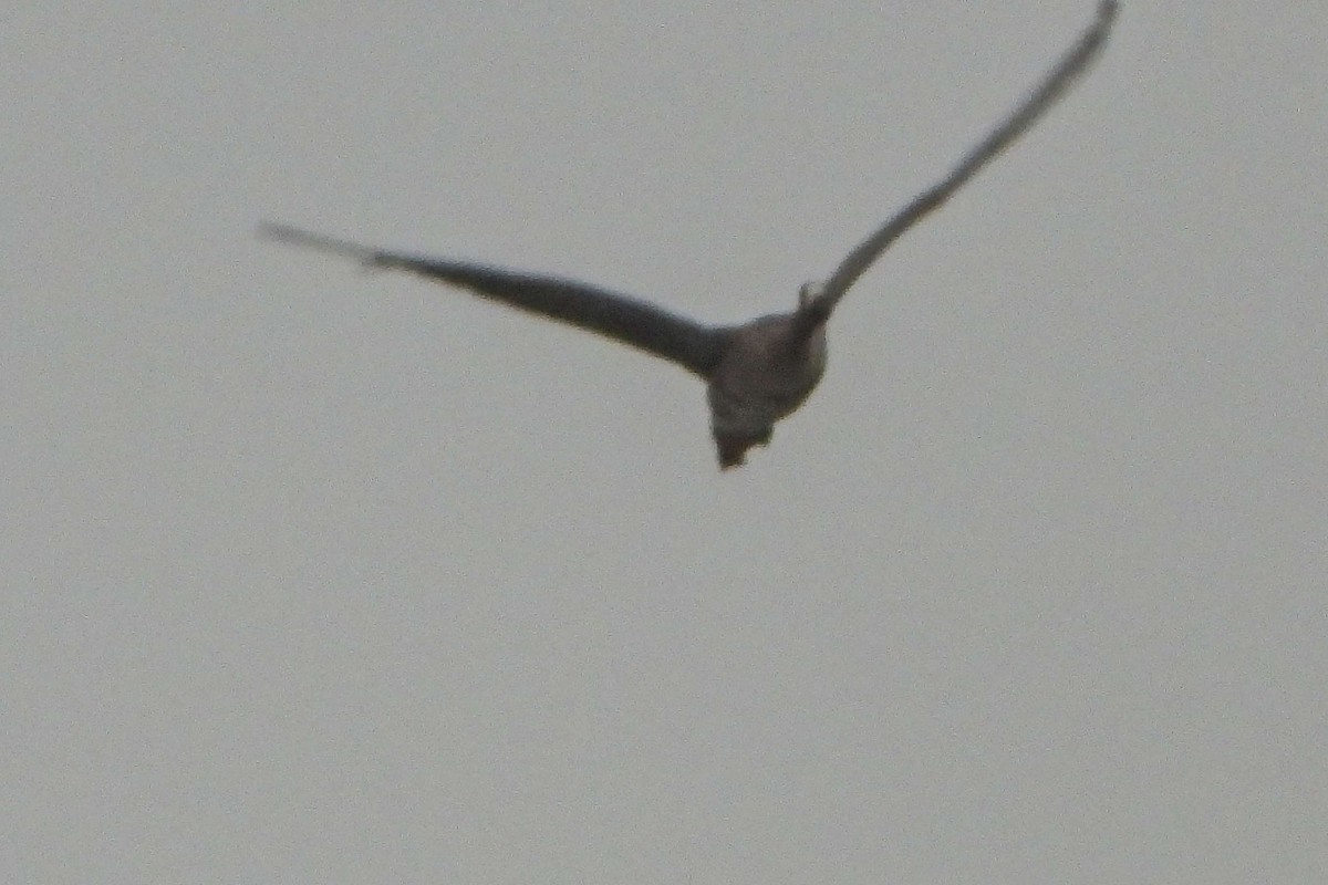 Greater White-fronted Goose - ML645456479