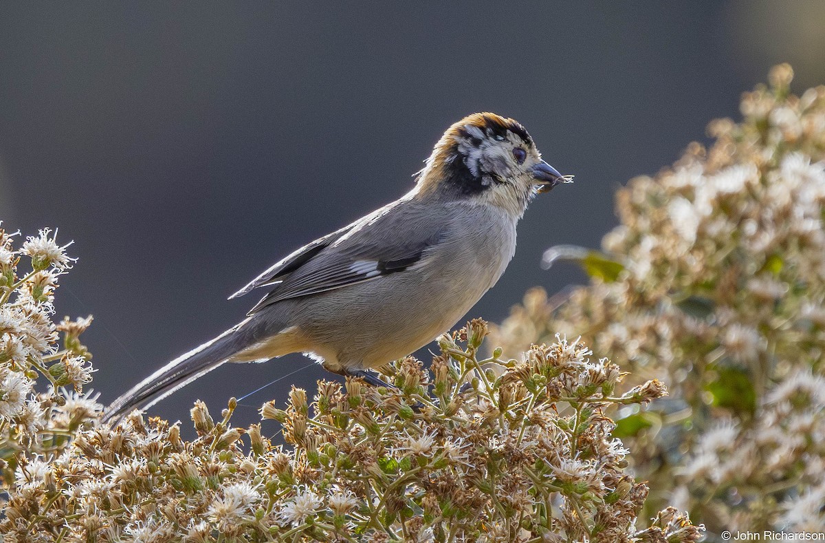White-winged Brushfinch - ML645456480
