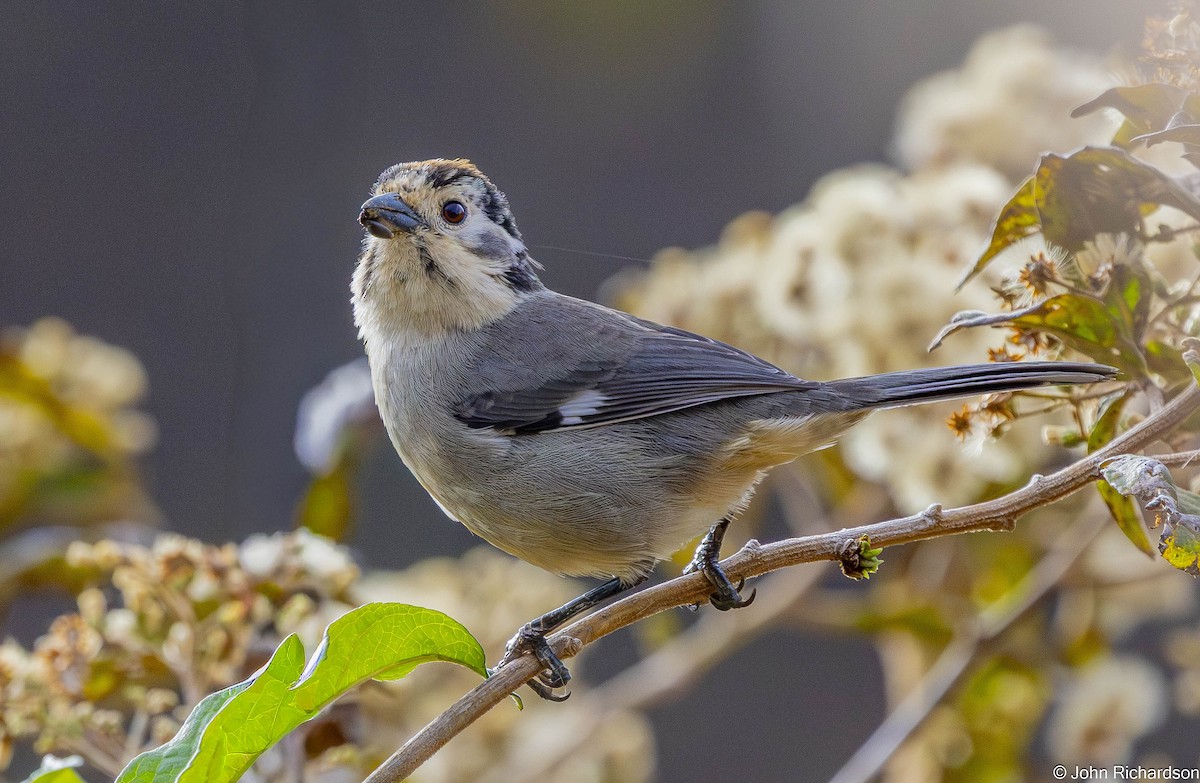 White-winged Brushfinch - ML645456481