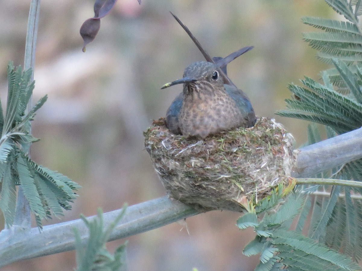Giant Hummingbird - ML645456482