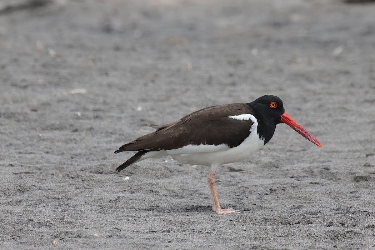 American Oystercatcher - ML645456486