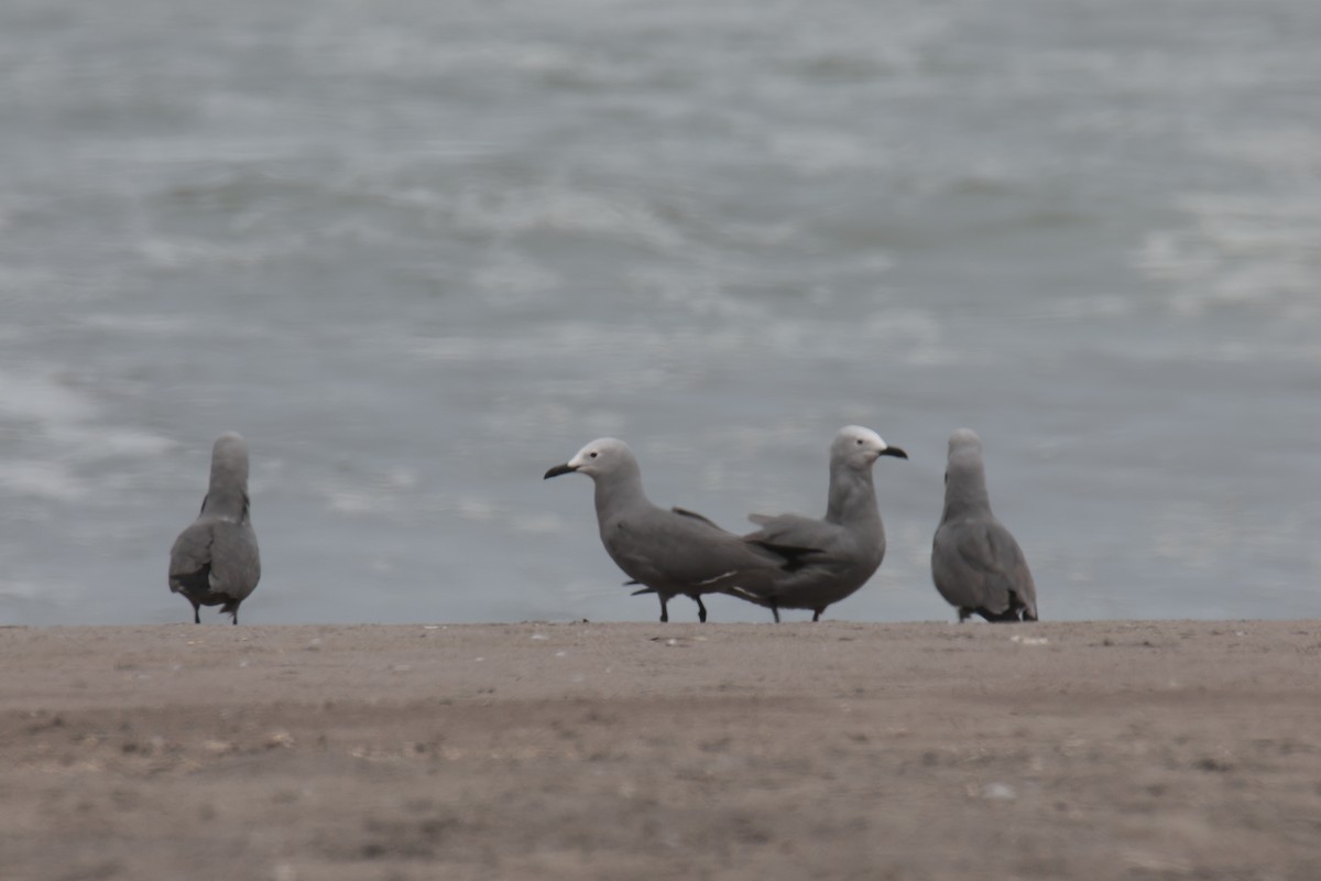 racek tmavý - ML645456489