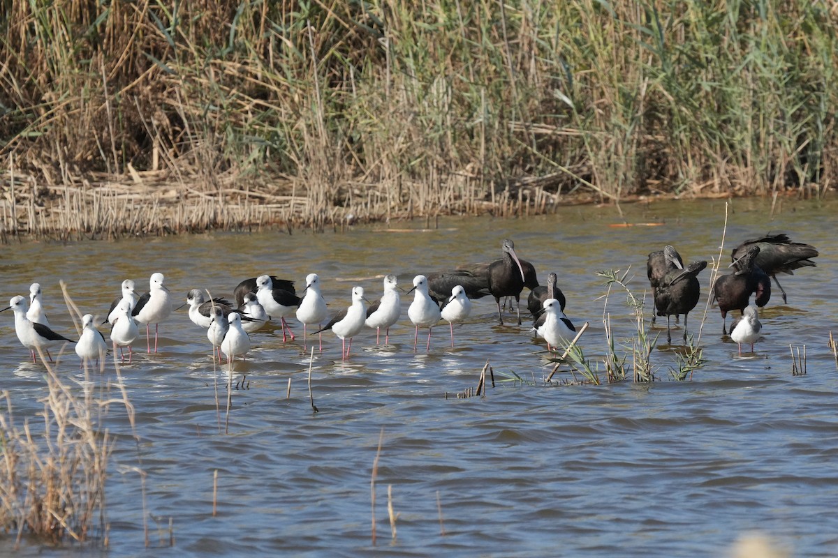 高蹺鴴 - ML645456492