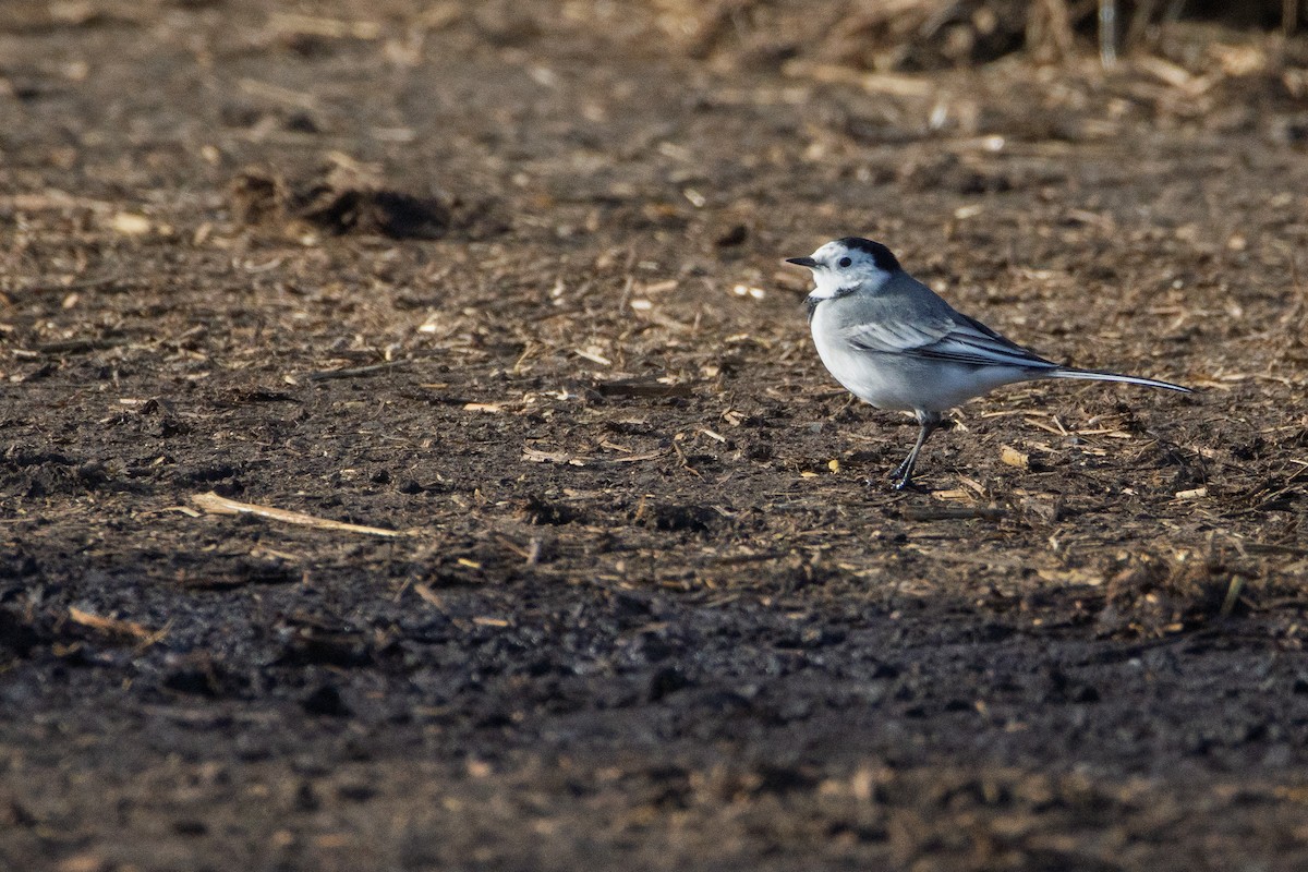 White Wagtail - ML645456493