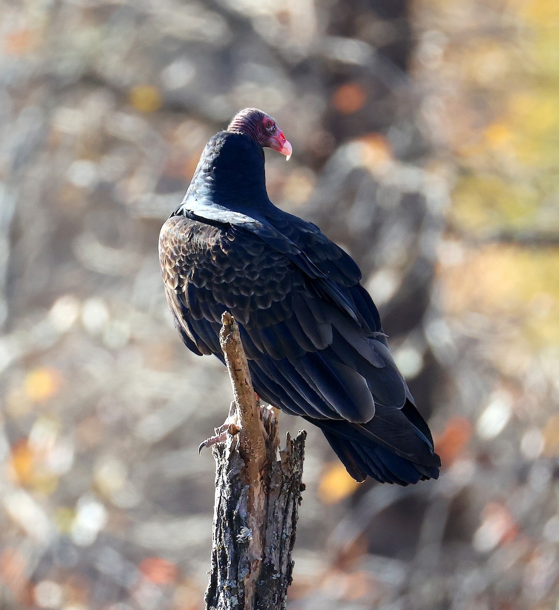 Turkey Vulture - ML645456504
