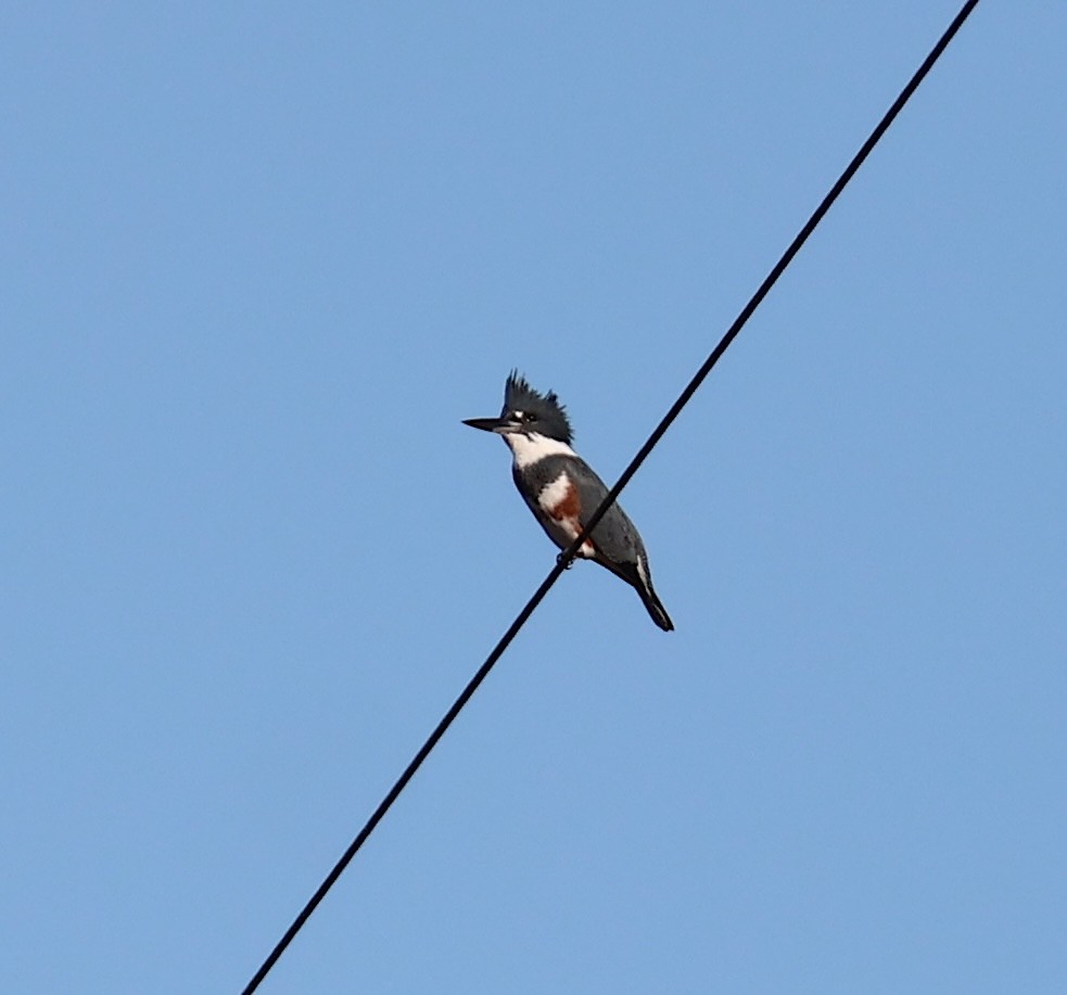 Belted Kingfisher - ML645456508