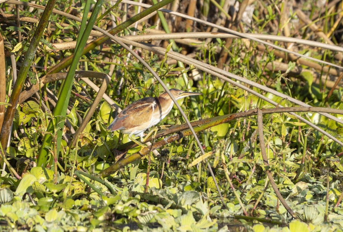 Least Bittern - ML645456516