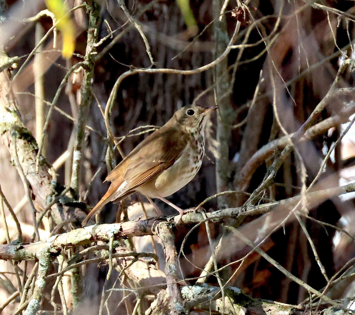 Hermit Thrush - ML645456517
