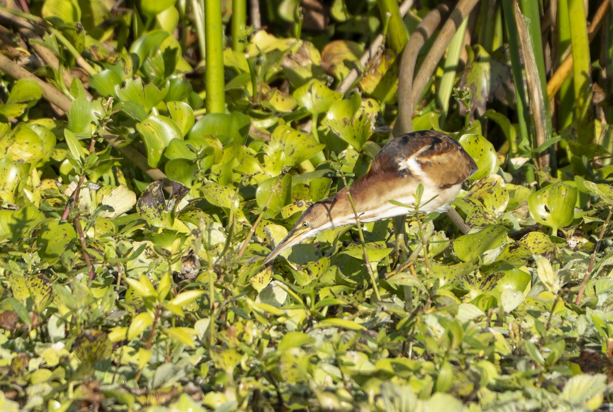 Least Bittern - ML645456518