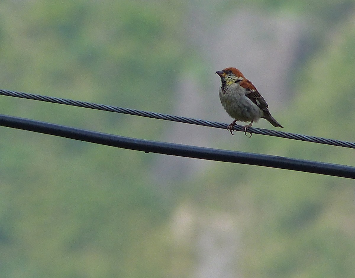 Горобець рудий - ML645456519