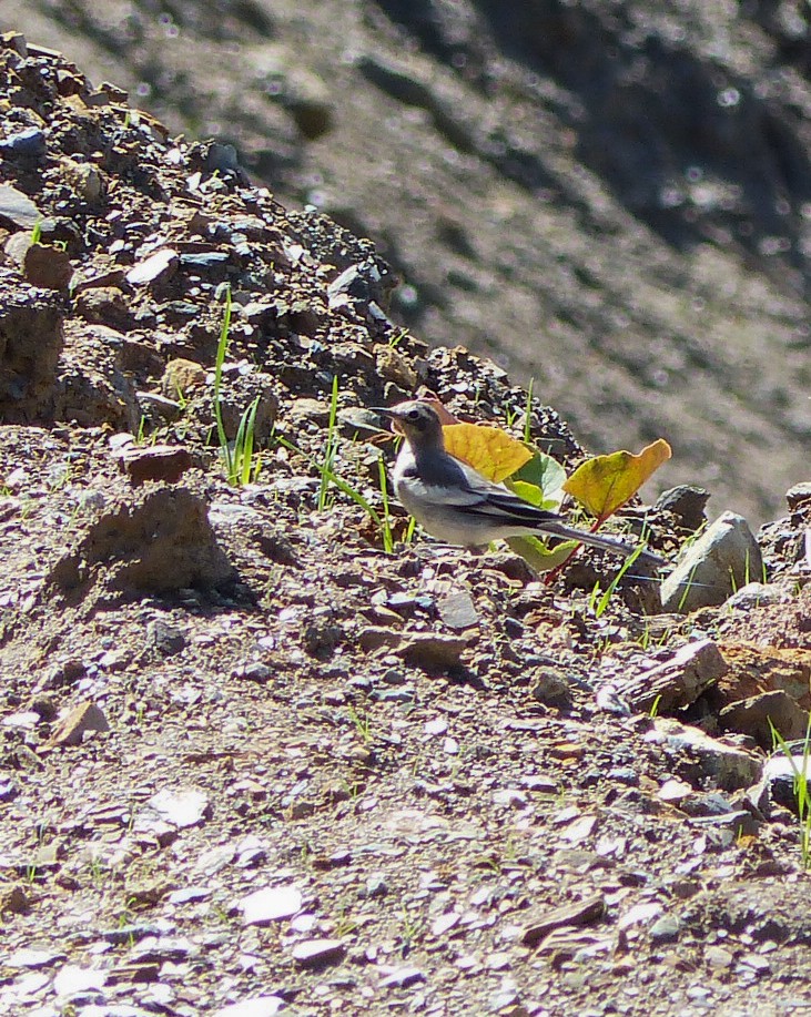White Wagtail - ML645456530