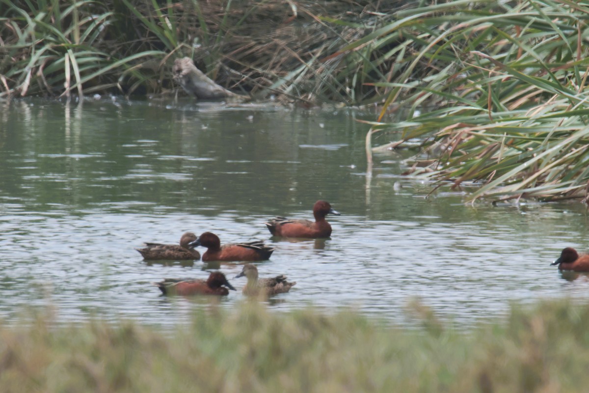 Cinnamon Teal - ML645456532