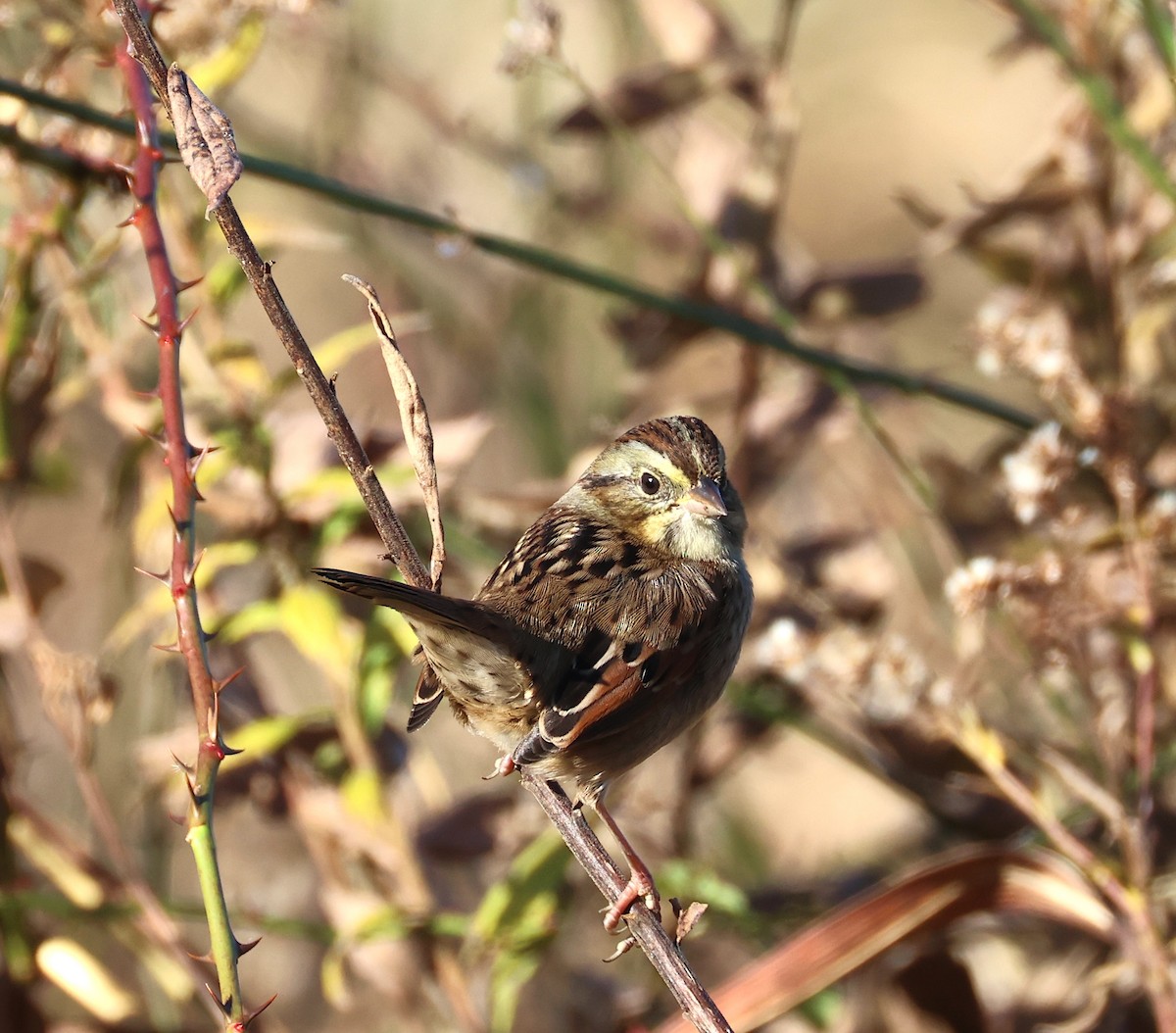 Swamp Sparrow - ML645456533