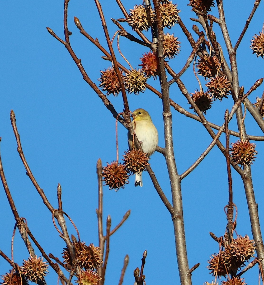 Altın İskete - ML645456546