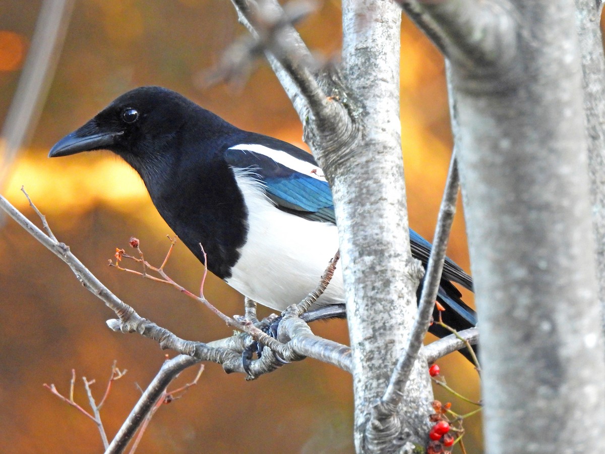 straka americká - ML645456549