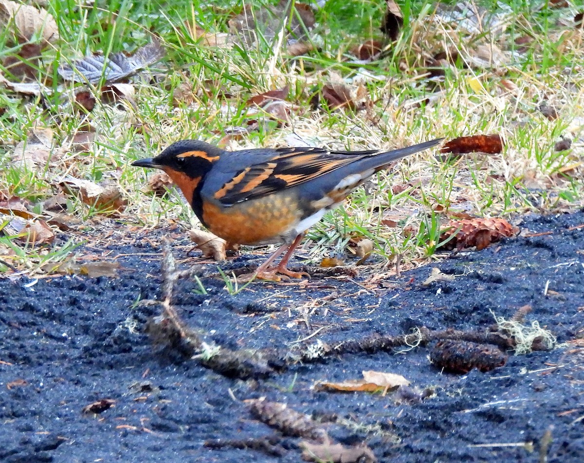 Halsbanddrossel - ML645456558