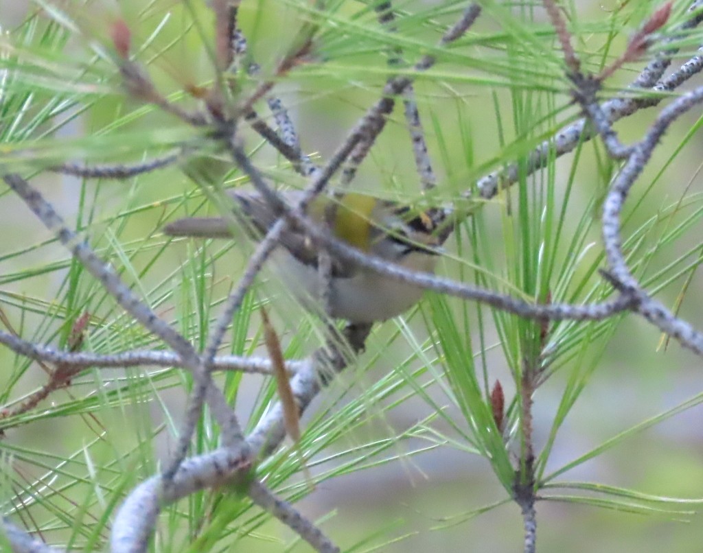 Common Firecrest - ML645456566