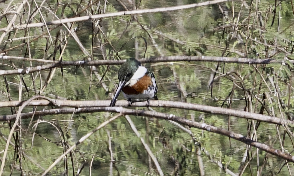 Green Kingfisher - ML645456569